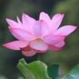 1 PCS Seeds Emilia Pink Lotus Flower Nelumbo Nucifera