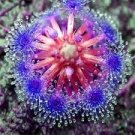 100 PCS Seeds Enchantress Carnivorous Bonsai