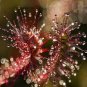 100 PCS Seeds Enchantress Carnivorous Bonsai