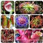 100 PCS Seeds Enchantress Carnivorous Bonsai