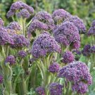 50 PCS Seeds English Purple Sprouting Broccoli Early Brassica Oleracea 50 PCS Seeds English Purple Sprouting Broccoli Early Brassica Oleracea