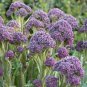 50 PCS Seeds English Purple Sprouting Broccoli Early Brassica Oleracea