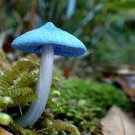 20 PCS Seeds Entoloma Hochstetteri Perennial Tropical Fungus