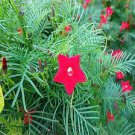 10 PCS Seeds eony Double Flowering Fernleaf Peony Rubra Plena Garden