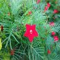 10 PCS Seeds eony Double Flowering Fernleaf Peony Rubra Plena Garden