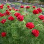 10 PCS Seeds eony Double Flowering Fernleaf Peony Rubra Plena Garden