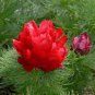 10 PCS Seeds eony Double Flowering Fernleaf Peony Rubra Plena Garden