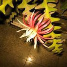 100 PCS Seeds Epiphyllum Anguliger Fishbone Succulent Bonsai Flower Seeds Dark Red Flowers 100 PCS Seeds Epiphyllum Anguliger Fishbone Succulent Bonsai Flower Seeds Dark Red Flowers