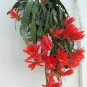 100 PCS Seeds Epiphyllum Anguliger Fishbone Succulent Bonsai Flower Seeds Dark Red Flowers