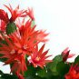 100 PCS Seeds Epiphyllum Anguliger Fishbone Succulent Bonsai Flower Seeds Dark Red Flowers