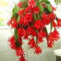 100 PCS Seeds Epiphyllum Anguliger Fishbone Succulent Bonsai Flower Seeds Dark Red Flowers