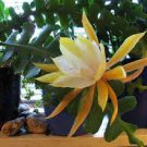 100 PCS Seeds Epiphyllum Anguliger Fishbone Succulent Zig Zag Cactus Hanging Plant