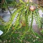 100 PCS Seeds Epiphyllum Anguliger Fishbone Succulent Zig Zag Cactus Hanging Plant