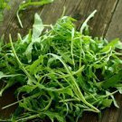 120 PCS Seeds Eruca Salad Rocket Arugula Organic Vegetable