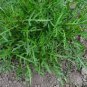 120 PCS Seeds Eruca Salad Rocket Arugula Organic Vegetable
