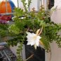 100 PCS Seeds Epiphyllum Anguliger Fishbone Succulent Zig Zag Cactus Hanging Plant