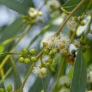 5 PCS Seeds Eucalyptus globules Labill 5 PCS Seeds Eucalyptus globules Labill