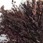 5 PCS Seeds Eucalyptus globules Labill