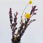 5 PCS Seeds Eucalyptus globules Labill