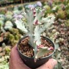 100 PCS Seeds Euphorbia Lactea Seed Perennial Succulent Its Shape is Peculiar 100 PCS Seeds Euphorbia Lactea Seed Perennial Succulent Its Shape is Peculiar