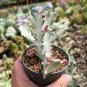 100 PCS Seeds Euphorbia Lactea Seed Perennial Succulent Its Shape is Peculiar