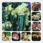 100 PCS Seeds Euphorbia Lactea Seed Perennial Succulent Its Shape is Peculiar
