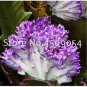 100 PCS Seeds Euphorbia Lactea Seed Perennial Succulent Its Shape is Peculiar