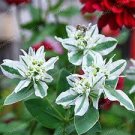50 PCS Seeds Euphorbia Marginata Pursh Heat Resistant Ever Green Leaf Snow