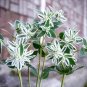 50 PCS Seeds Euphorbia Marginata Pursh Heat Resistant Ever Green Leaf Snow