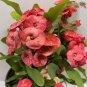 100 PCS Seeds Euphorbia Milii Hybrid Middle