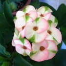 100 PCS Seeds Euphorbia Milii Hybrid Middle Big Flowers Crown Of Thorns Graptopetalum Rusbyi MIX