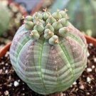 2 PCS Seeds Euphorbia obesa Basketball Sea Urchin