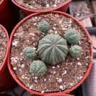 100 PCS Seeds Euphorbia Obesa Basketball Sea Urchin