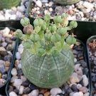 100 PCS Seeds Euphorbia obesa Basketball Sea Urchin Bonsai