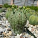 100 PCS Seeds Euphorbia obesa Basketball Sea Urchin Bonsai