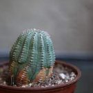 100 PCS Seeds Euphorbia obesa Basketball Sea Urchin Bonsai