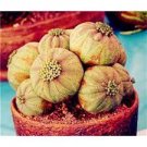 100 PCS Seeds Euphorbia obesa Flower, Real Mini Euphorbia obesa Flores Perennial Plant