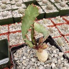 1 PCS Seeds Euphorbia squarrosa