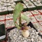 1 PCS Seeds Euphorbia squarrosa