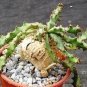 1 PCS Seeds Euphorbia squarrosa