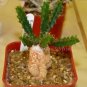 1 PCS Seeds Euphorbia squarrosa