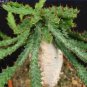1 PCS Seeds Euphorbia squarrosa