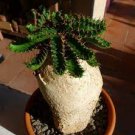10 PCS Seeds Euphorbia stellata Rare Succulent plants 10 PCS Seeds Euphorbia stellata Rare Succulent plants
