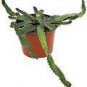 10 PCS Seeds Euphorbia stellata Rare Succulent plants