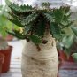 10 PCS Seeds Euphorbia stellata Rare Succulent plants