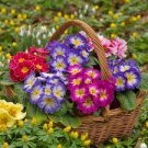 100 PCS Seeds Europe Colorful Primula Acaulis Bonsai Potted 100 PCS Seeds Europe Colorful Primula Acaulis Bonsai Potted