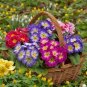 100 PCS Seeds Europe Colorful Primula Acaulis Bonsai Potted