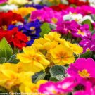 100 PCS Seeds Europe Mix Colors Primula Acaulis Bonsai Potted Plant Primrose