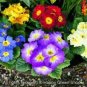 100 PCS Seeds European Primrose Flower Seeds Mixed Colors