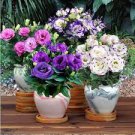 100 PCS Seeds Eustoma Bonsai Seeds Mixed Colors Bonsai Perennial Flowering Plants 100 PCS Seeds Eustoma Bonsai Seeds Mixed Colors Bonsai Perennial Flowering Plants